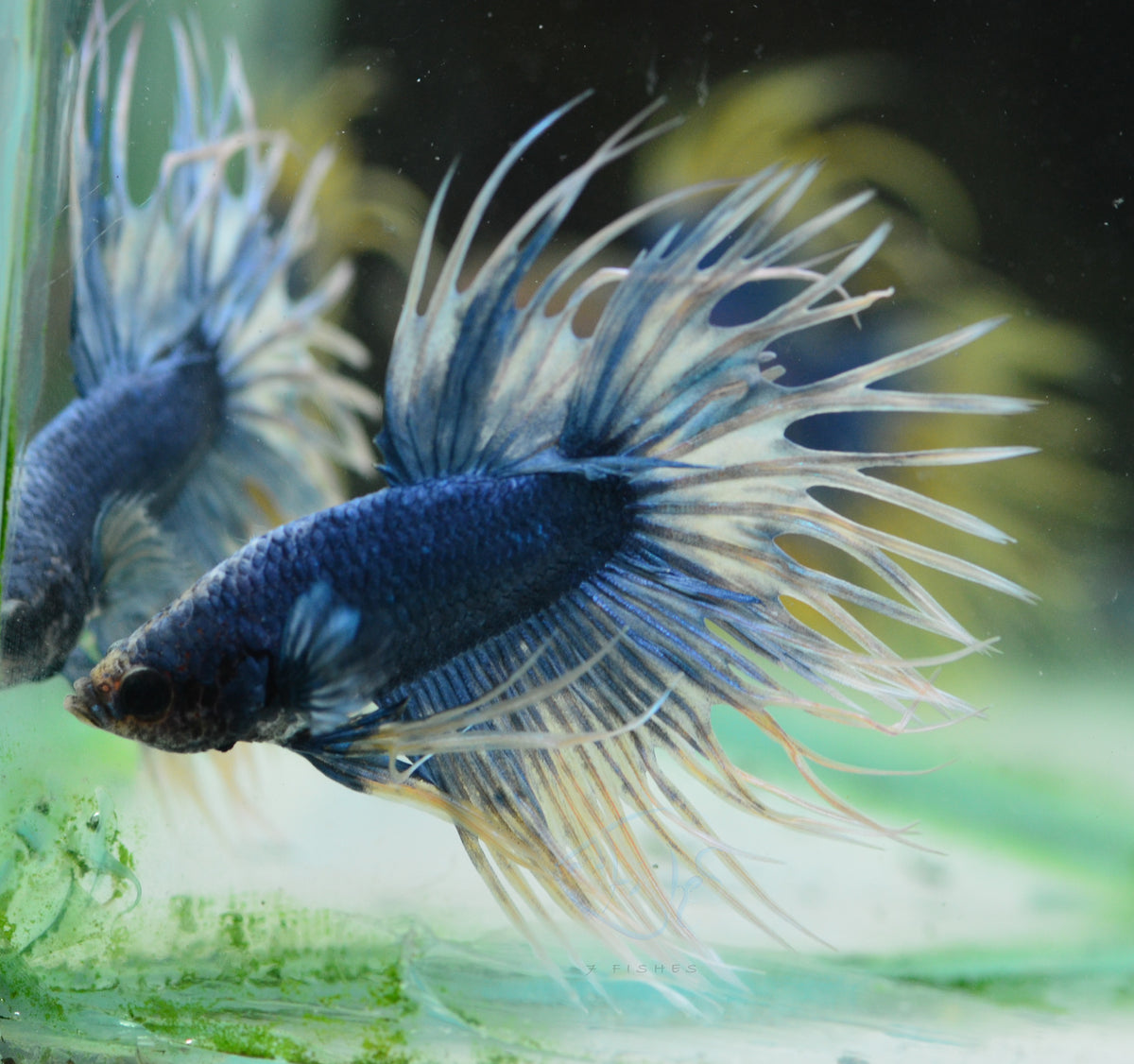 Blue Yellow Mascot Crowntail Male