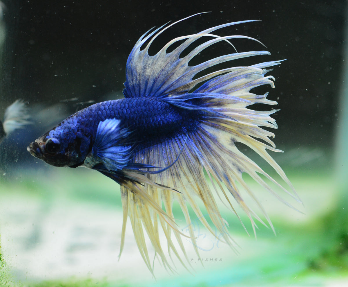 Blue Yellow Mascot Crowntail Male