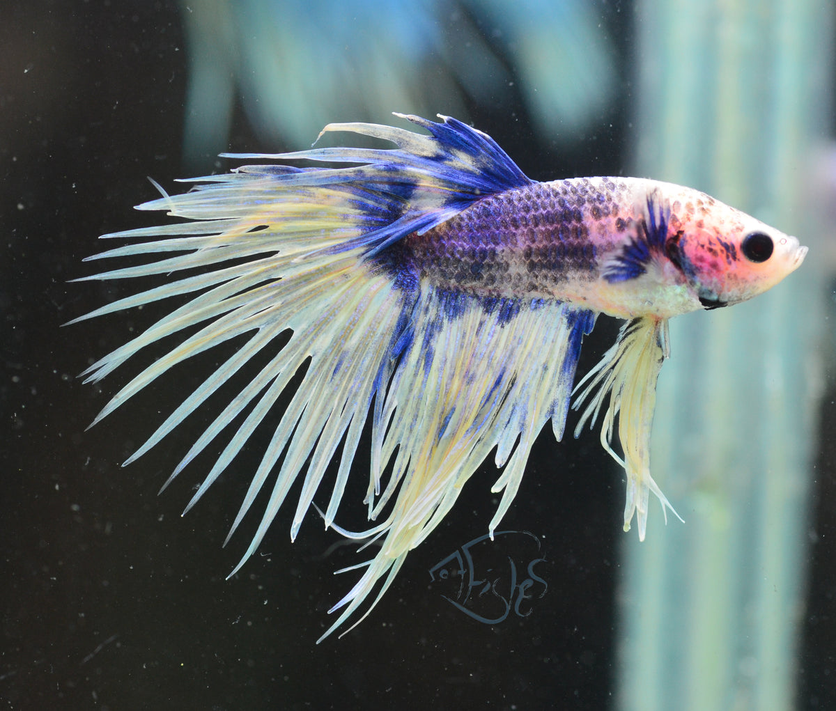 Grizzle Crowntail Male