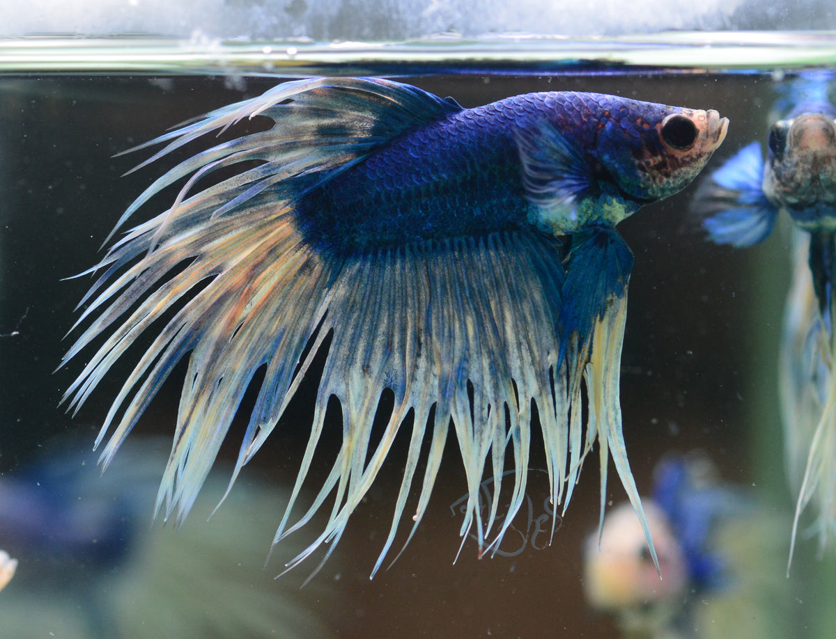 Blue Yellow Mascot Crowntail Male
