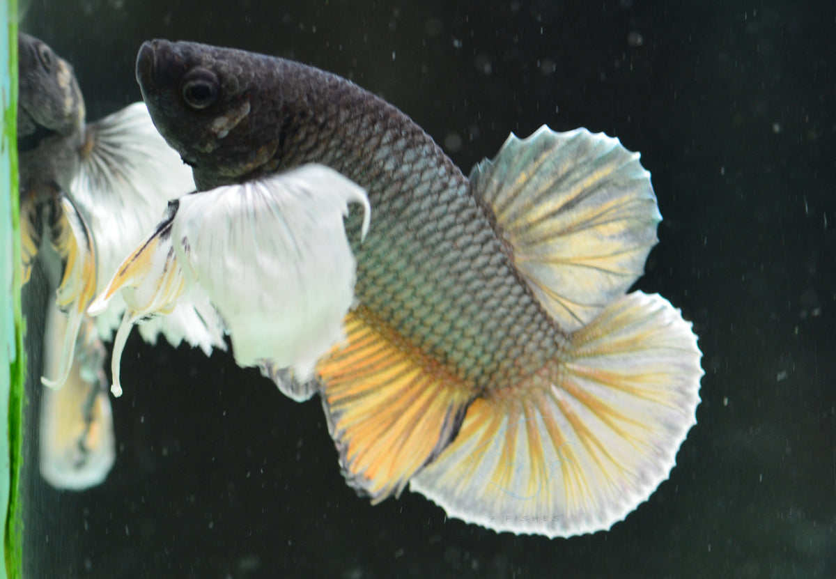 Copper Yellow Dumbo HMPK Male