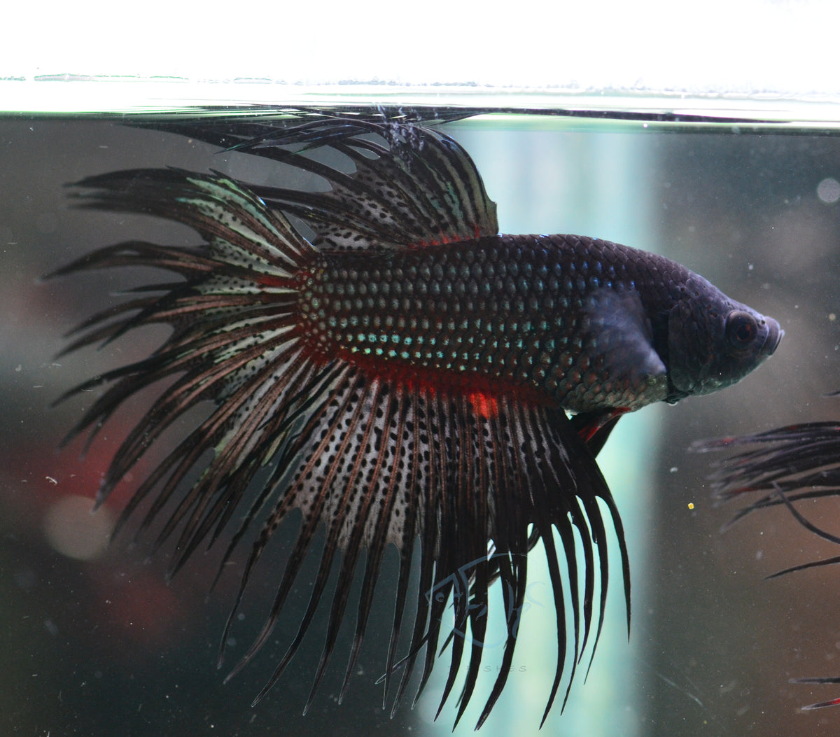 Black Orchid Crowntail Male