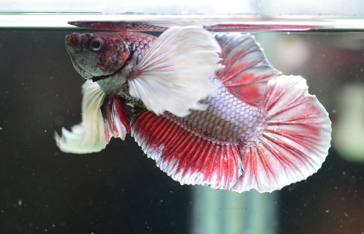 Lavender Dumbo HMPK Male