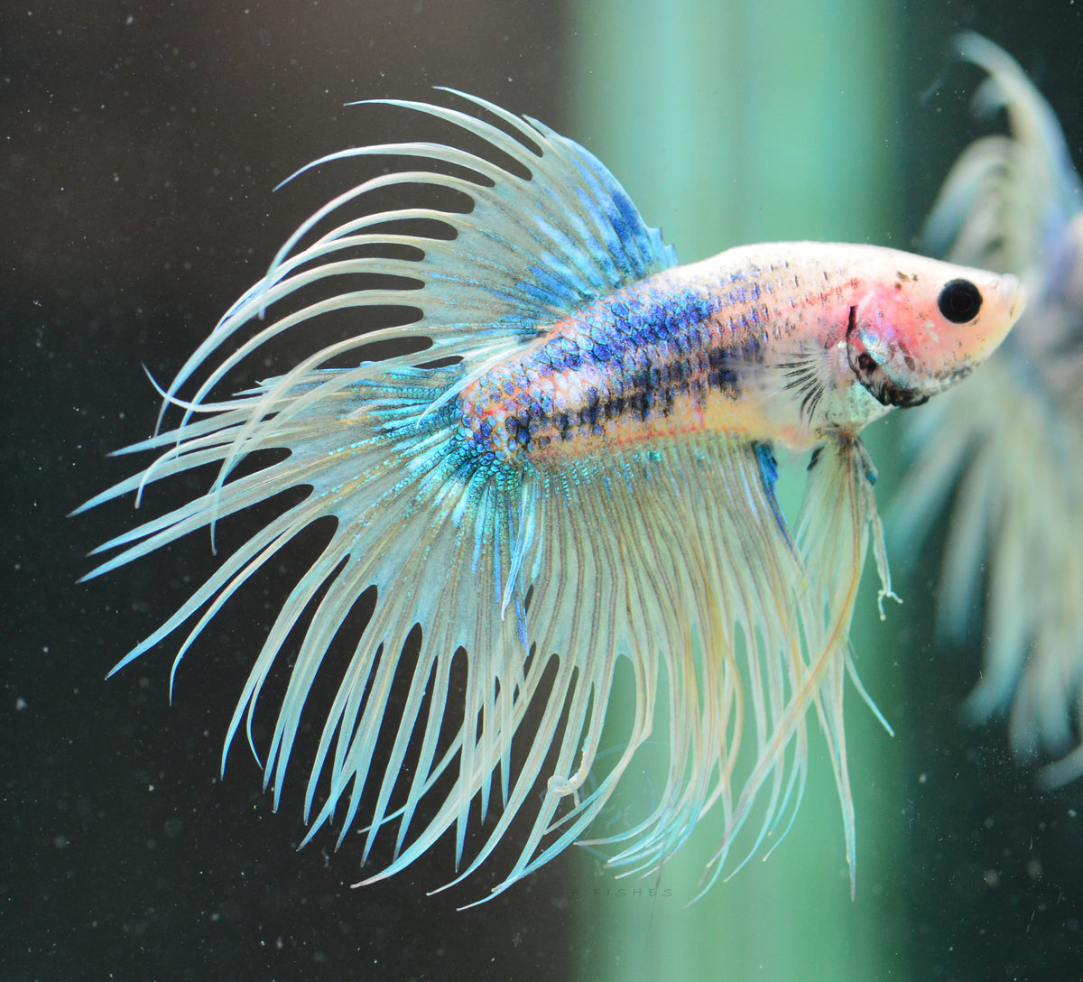 Grizzle Crowntail Male