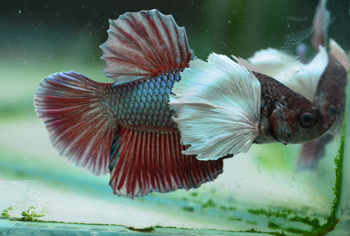 Lavender Dumbo HMPK Male