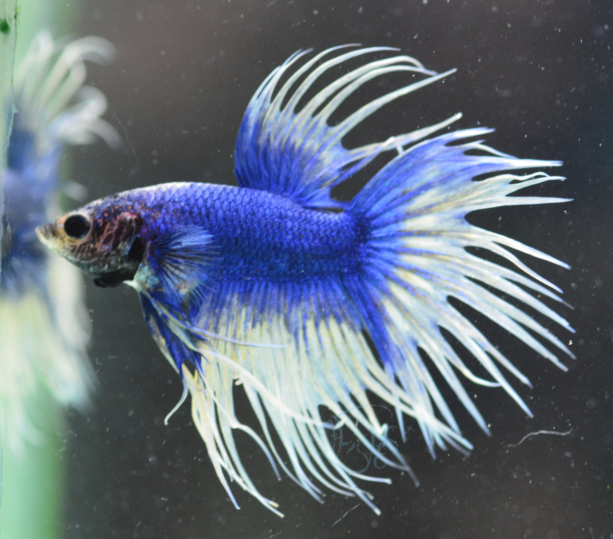 Blue Yellow Mascot Crowntail Male