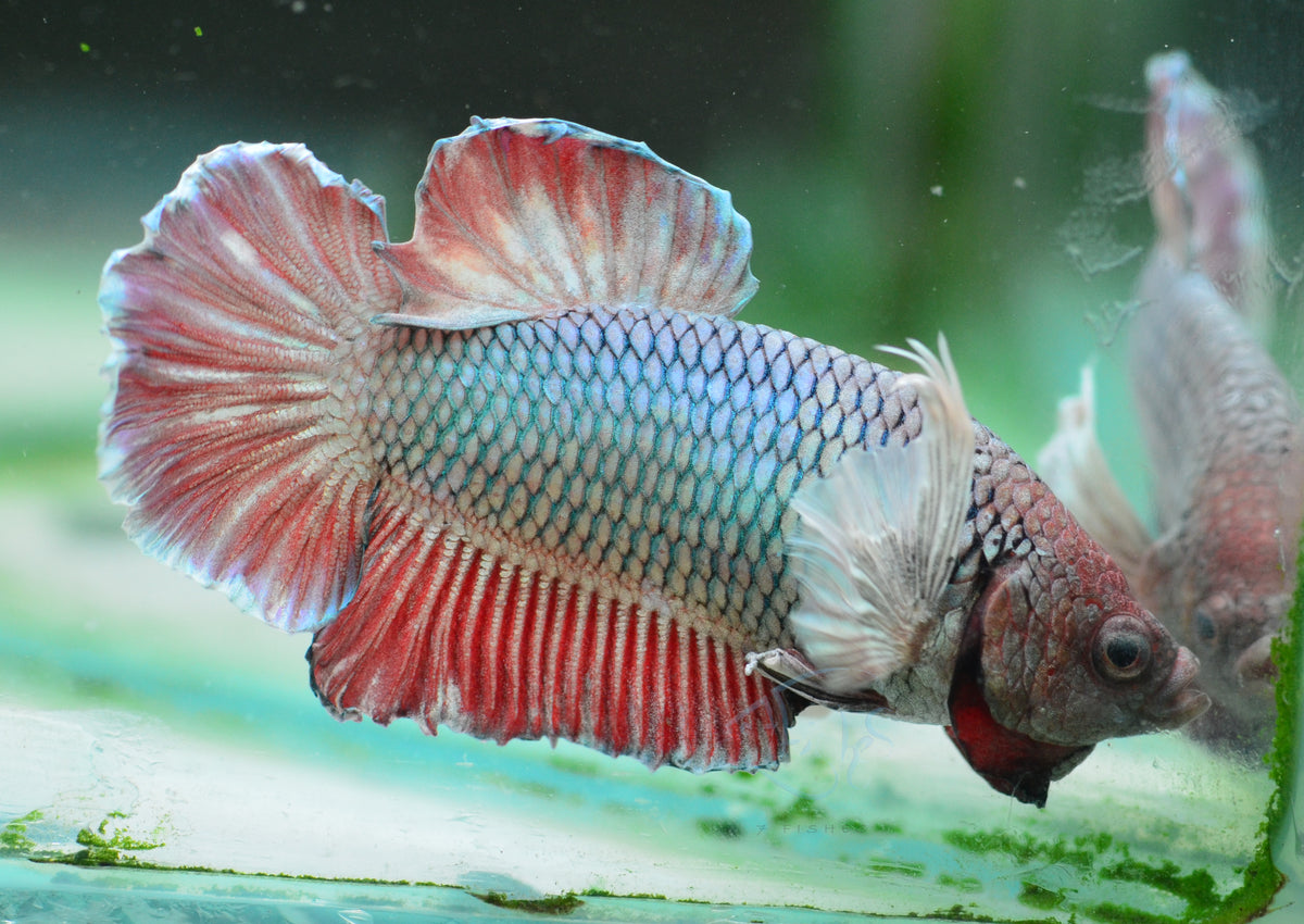 Lavender Dumbo HMPK Male
