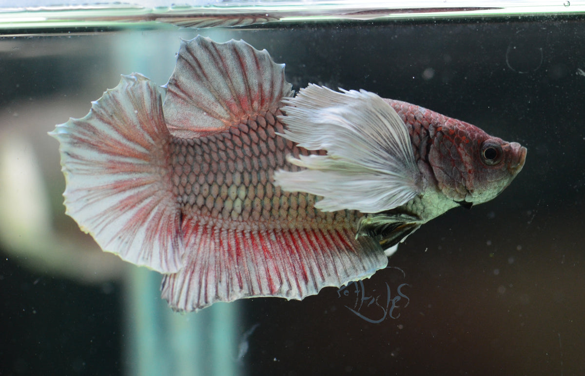 Lavender Dumbo HMPK Male