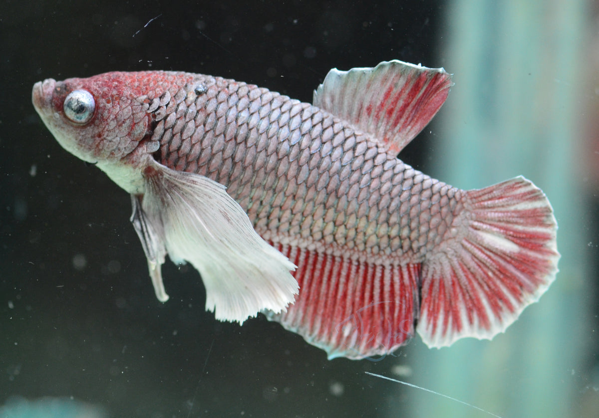 Lavender Dumbo HMPK Male