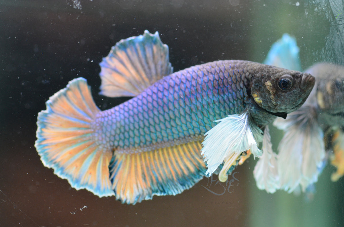 Pineapple Dumbo HMPK Male