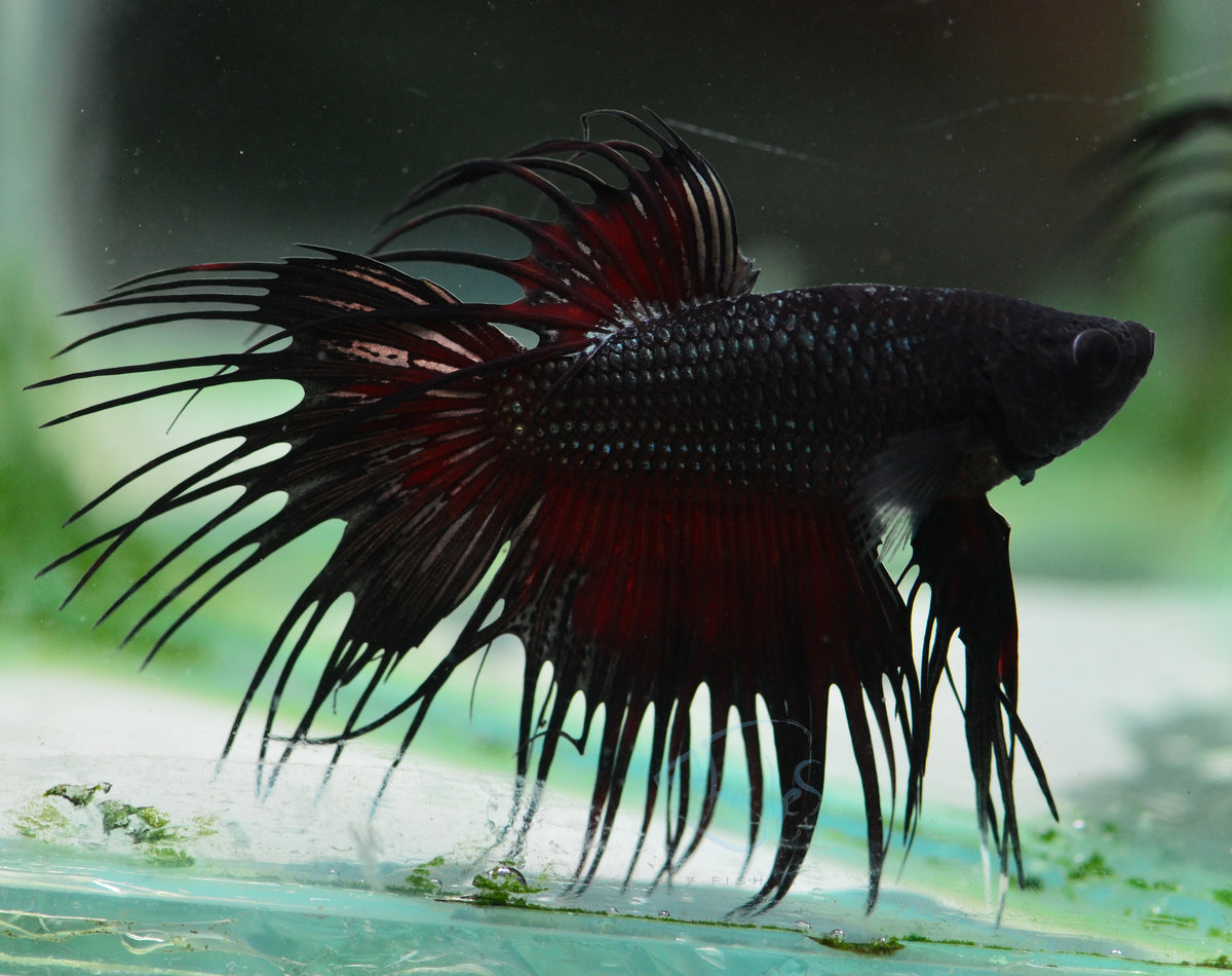 Black Orchid Crowntail Male