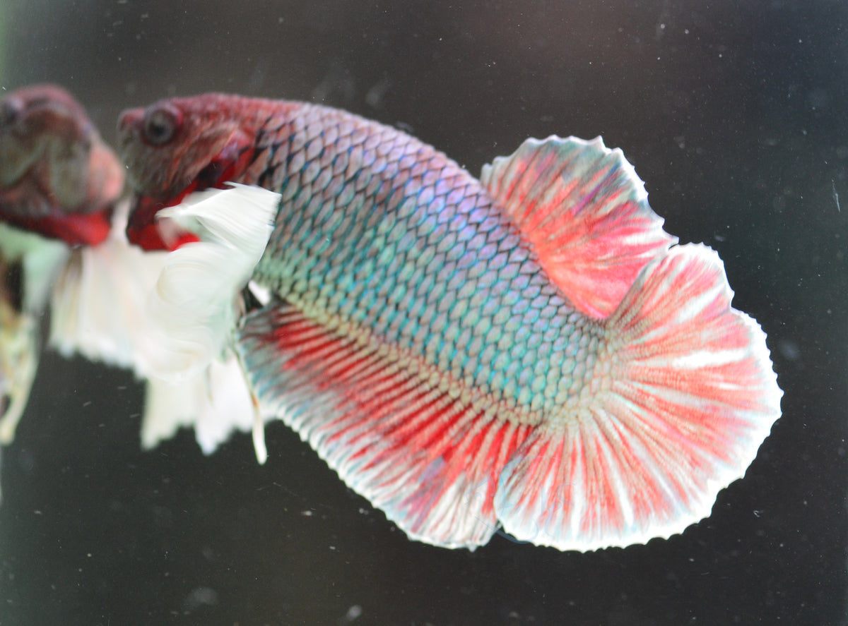 Lavender Dumbo HMPK Male
