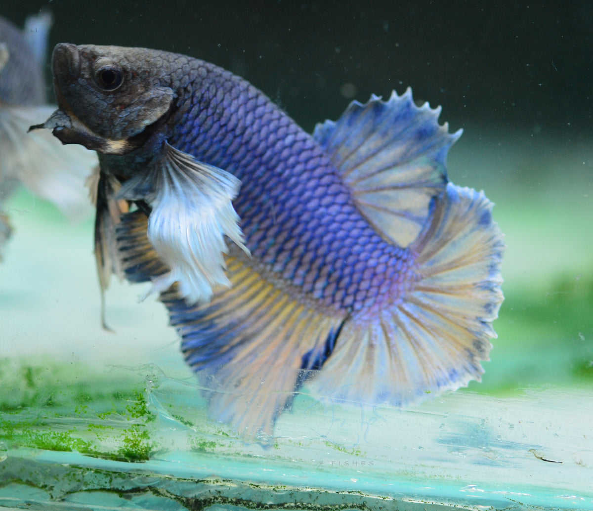 Blue Yellow Dumbo HMPK Male