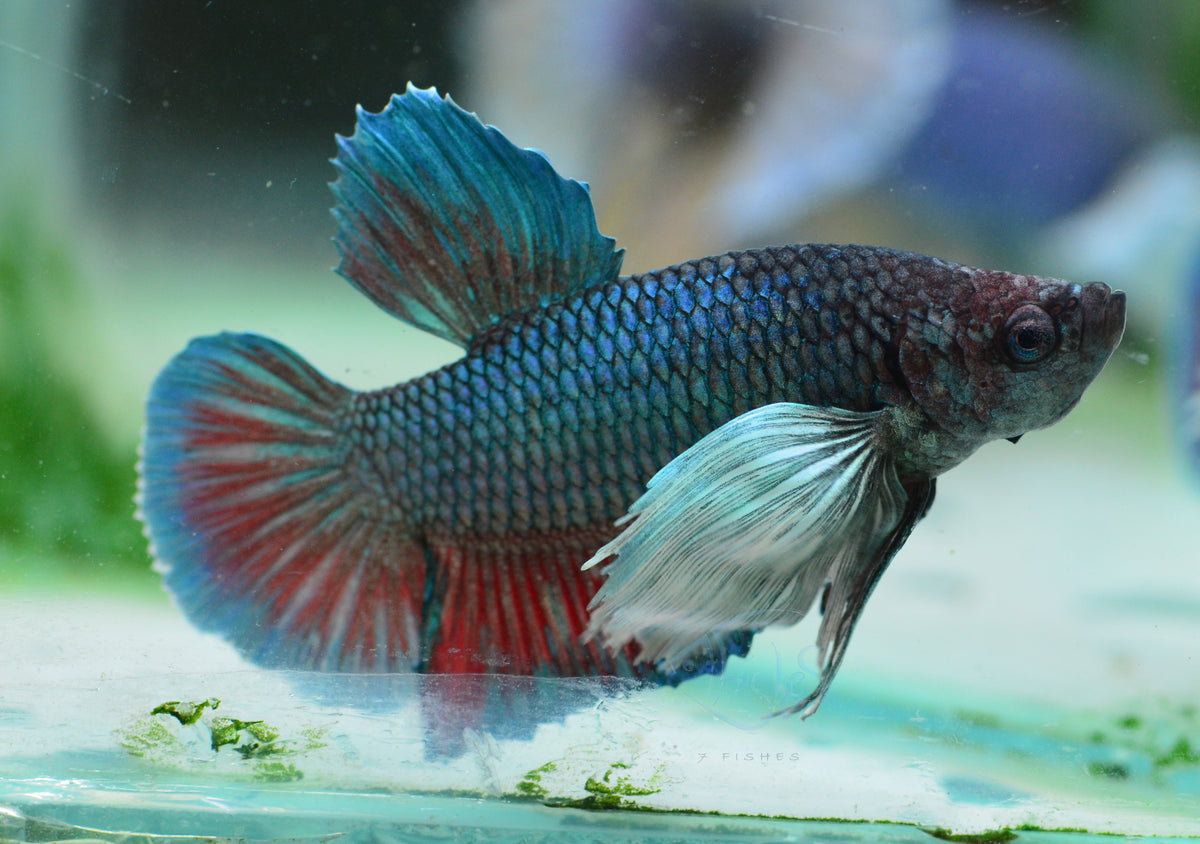 Bi-Colour Dumbo HMPK Male