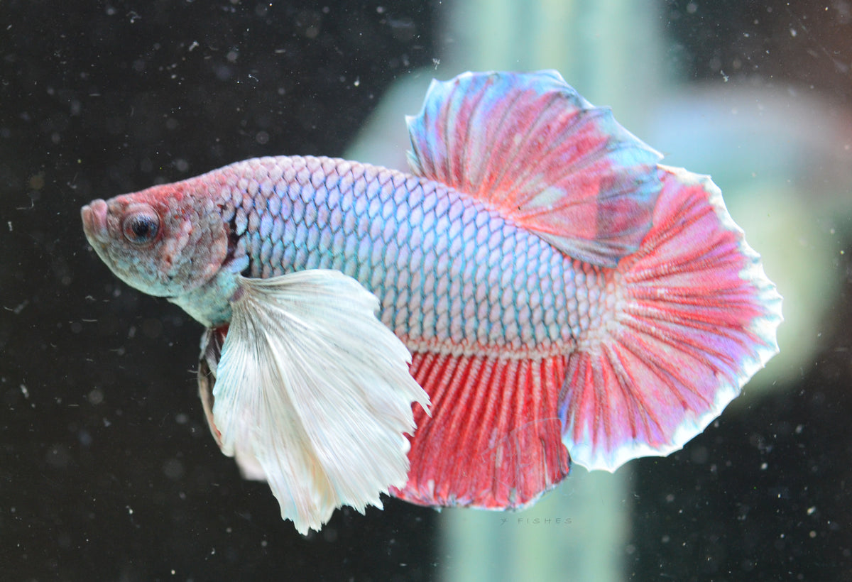 Lavender Dumbo HMPK Male