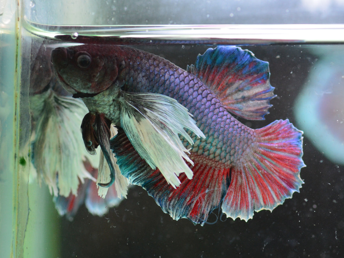 Lavender Dumbo HMPK Male