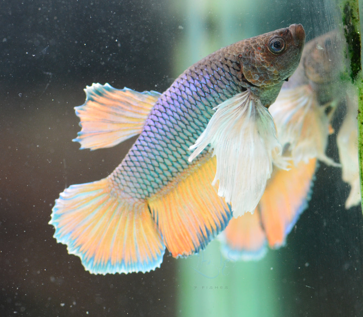 Pineapple Dumbo HMPK Male