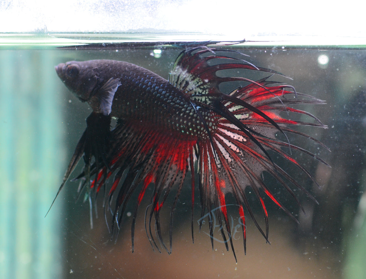 Black Orchid Crowntail Male