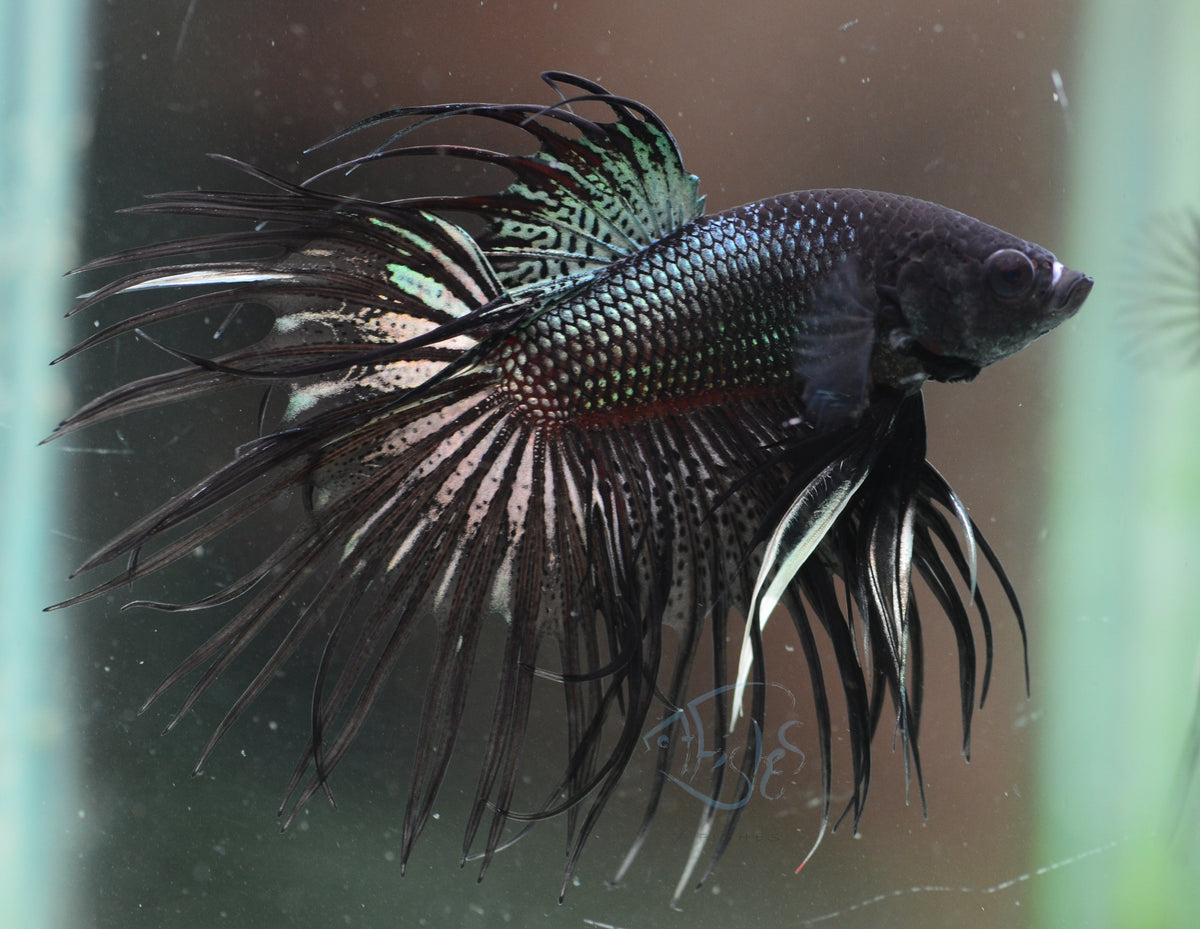 Black Orchid Crowntail Male