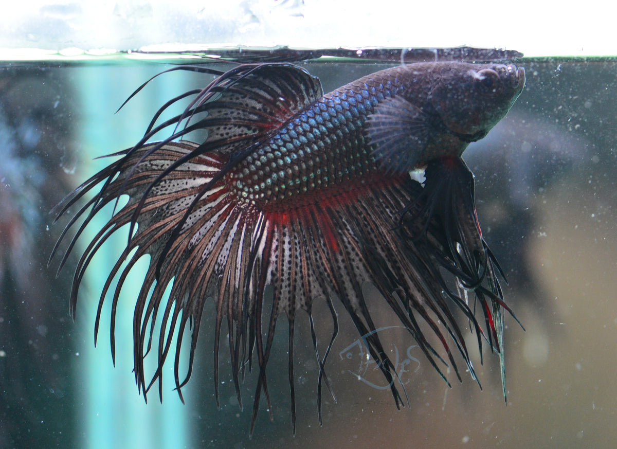 Black Orchid Crowntail Male