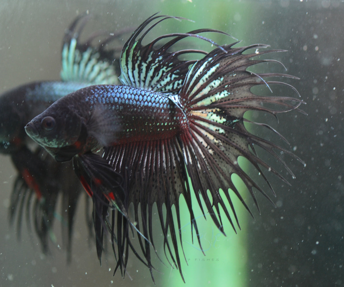 Black Orchid Crowntail Male
