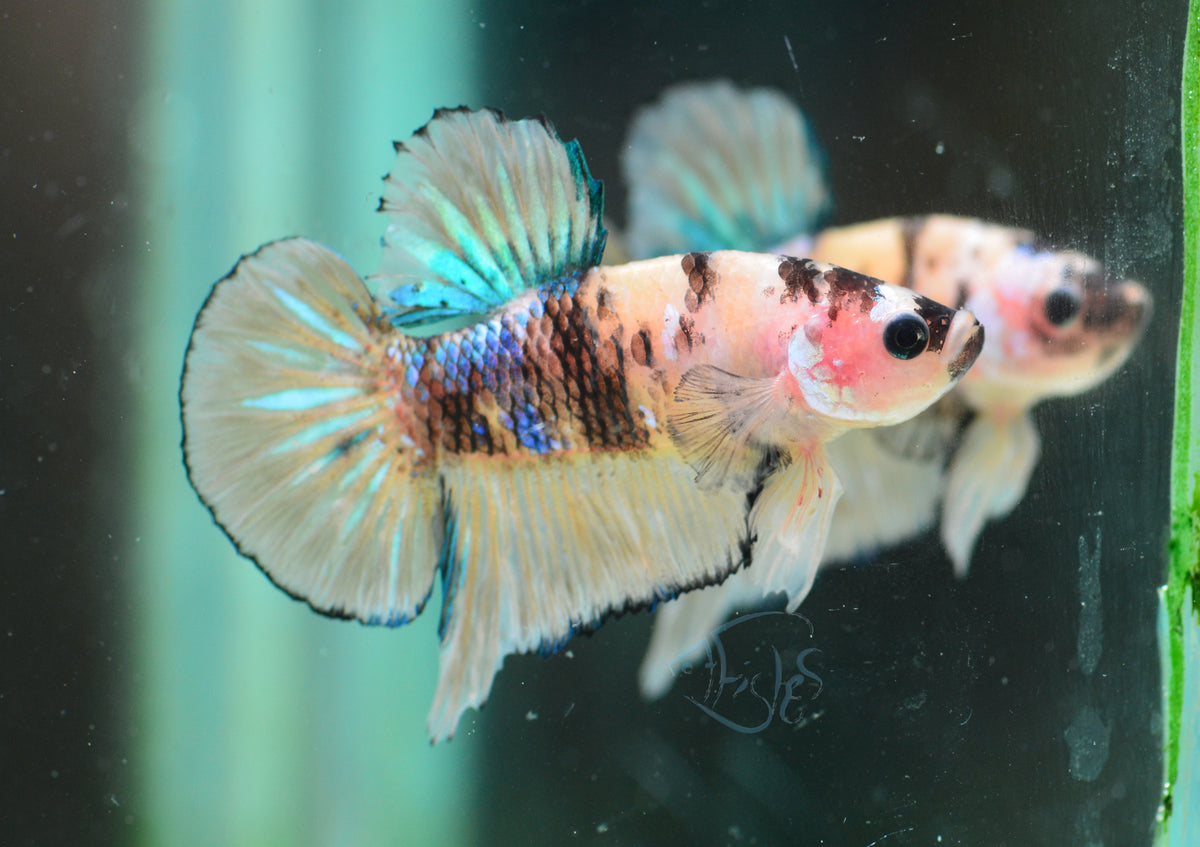 Yellow Koi HMPK Male