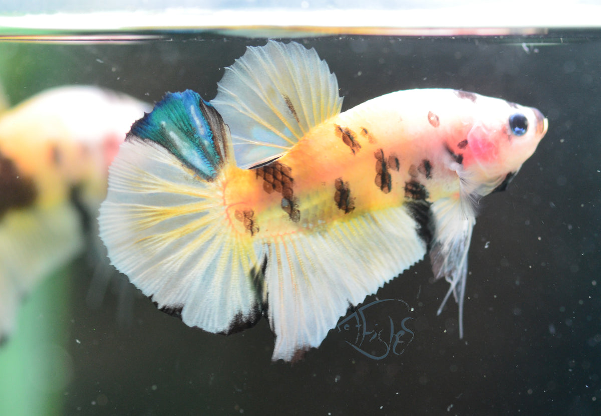 Yellow Koi HMPK Male