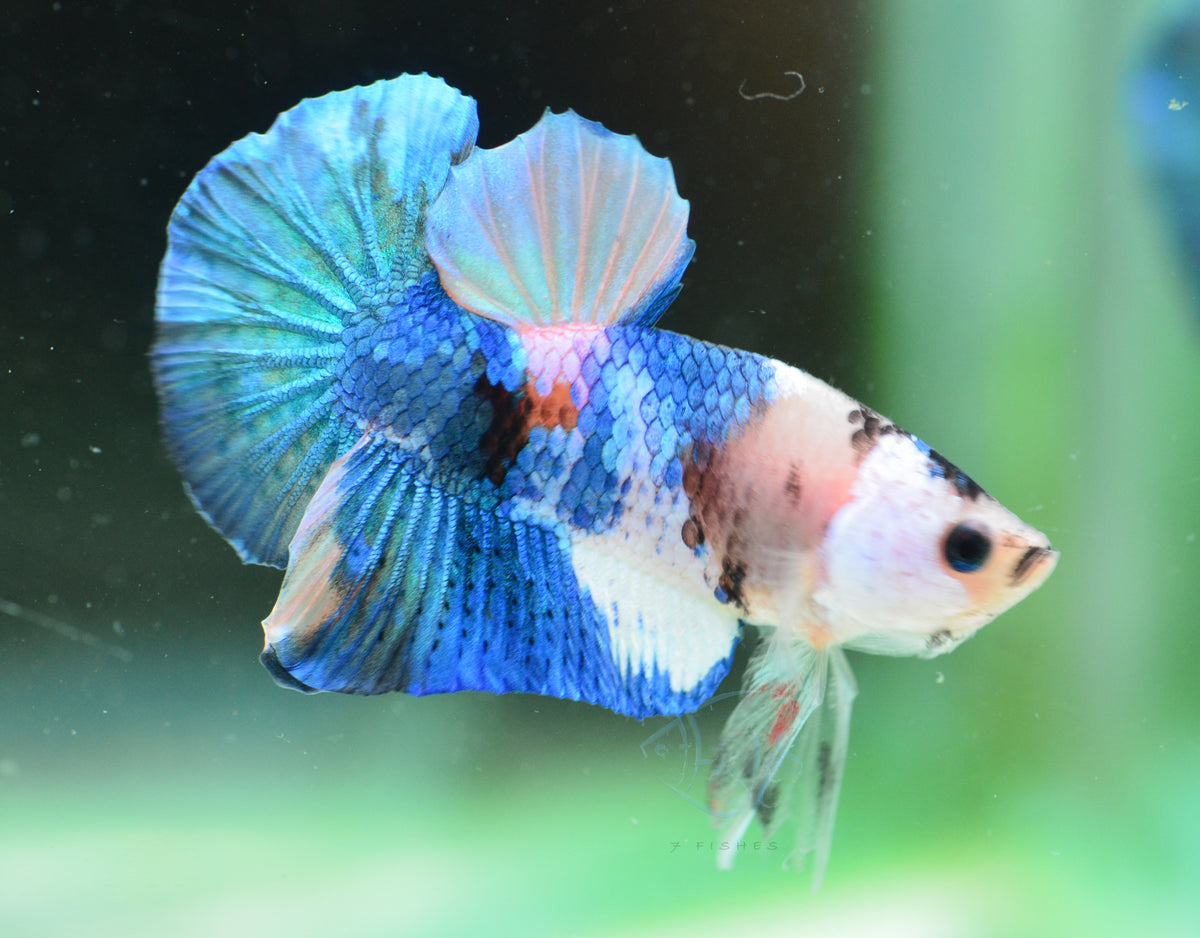Yellow Galaxy HMPK Male