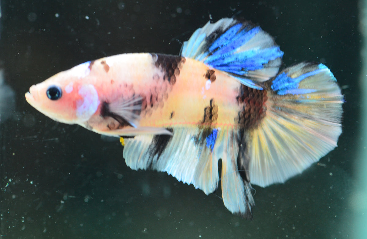Yellow Koi HMPK Male