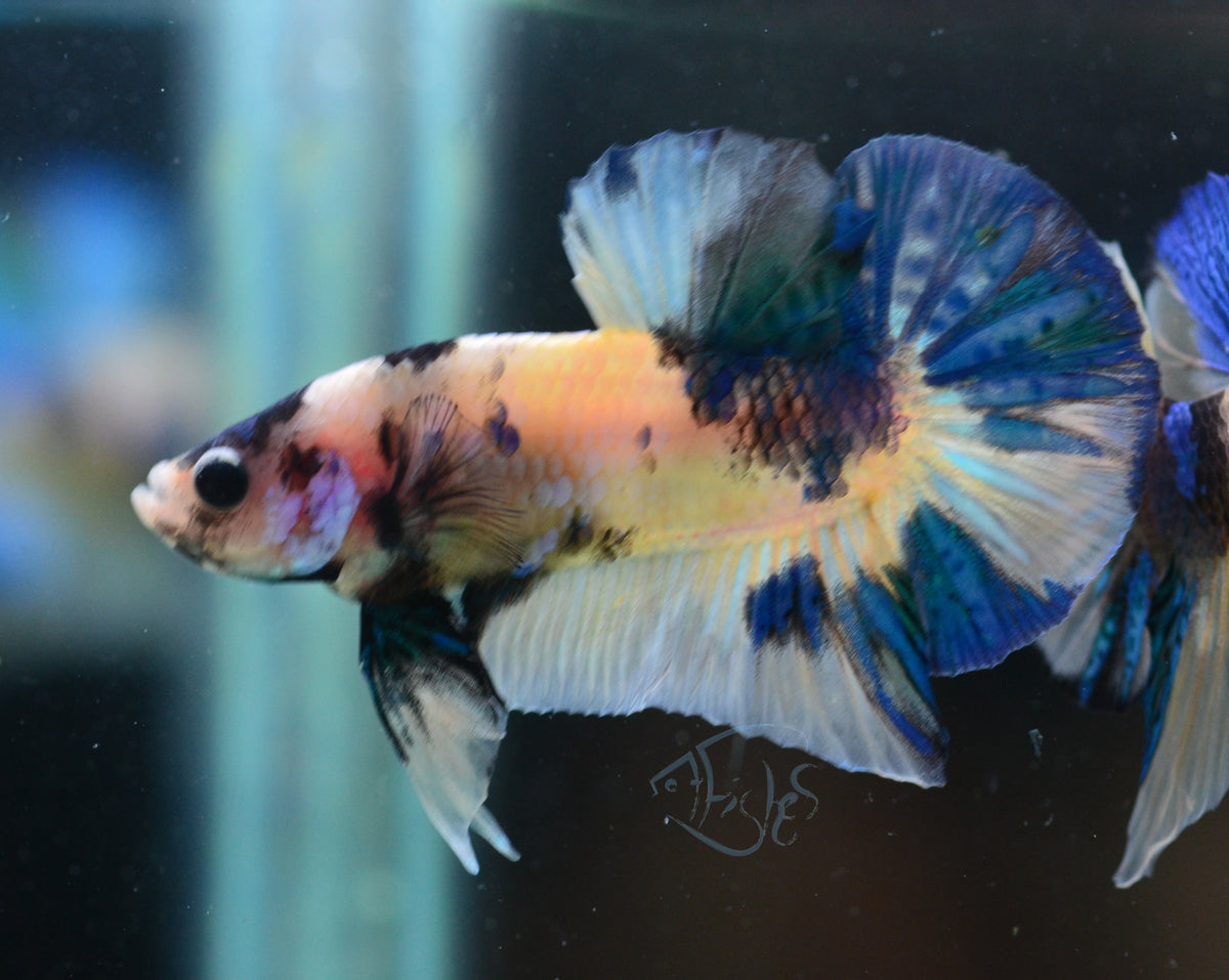 Yellow Koi HMPK Male