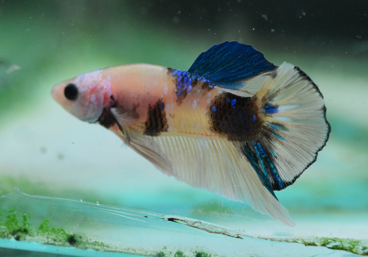 Yellow Koi HMPK Male