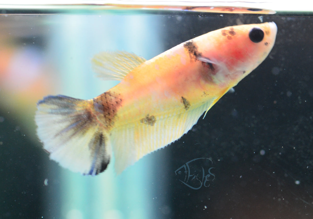 Yellow Galaxy HMPK Female
