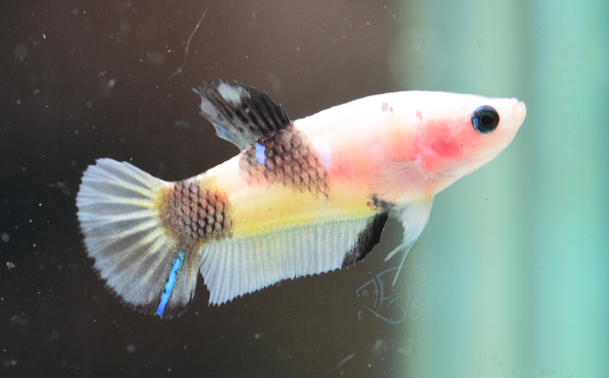 Yellow Koi HMPK Female