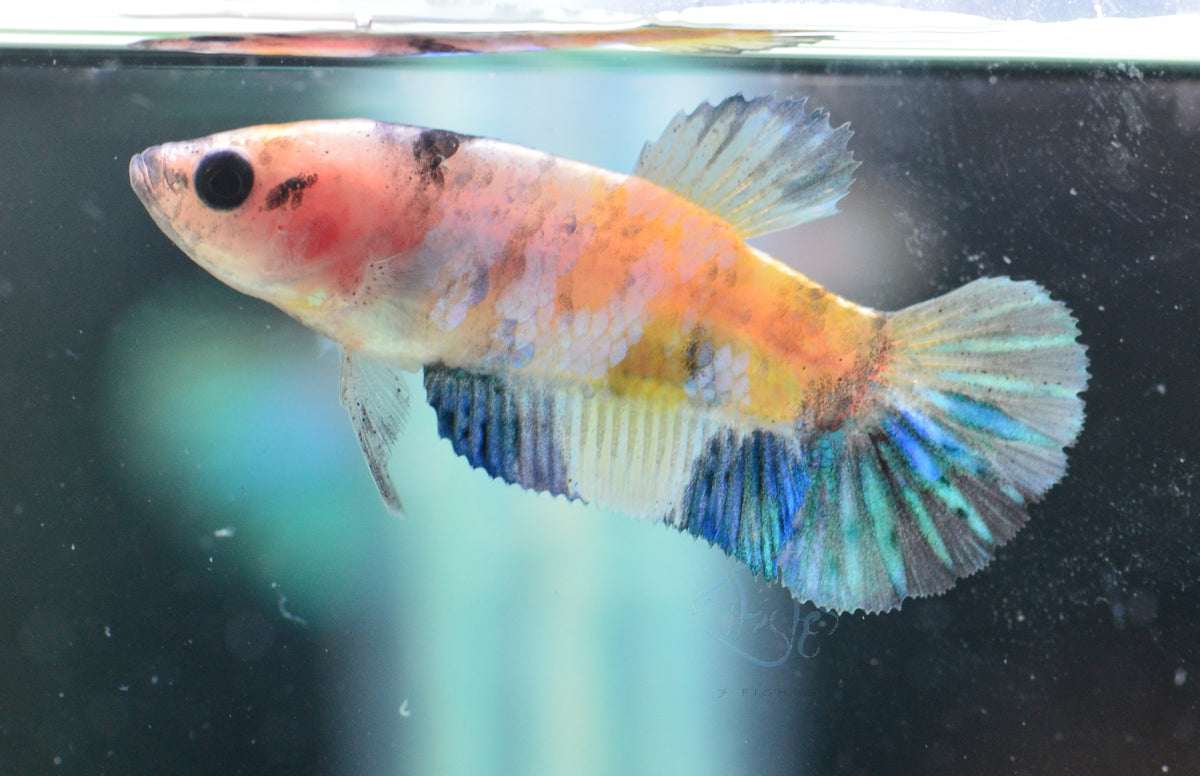 Yellow Galaxy HMPK Female