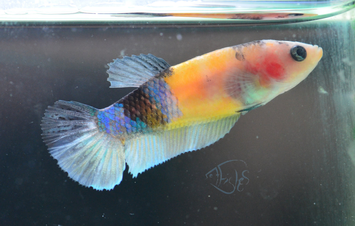 Yellow Galaxy HMPK Female