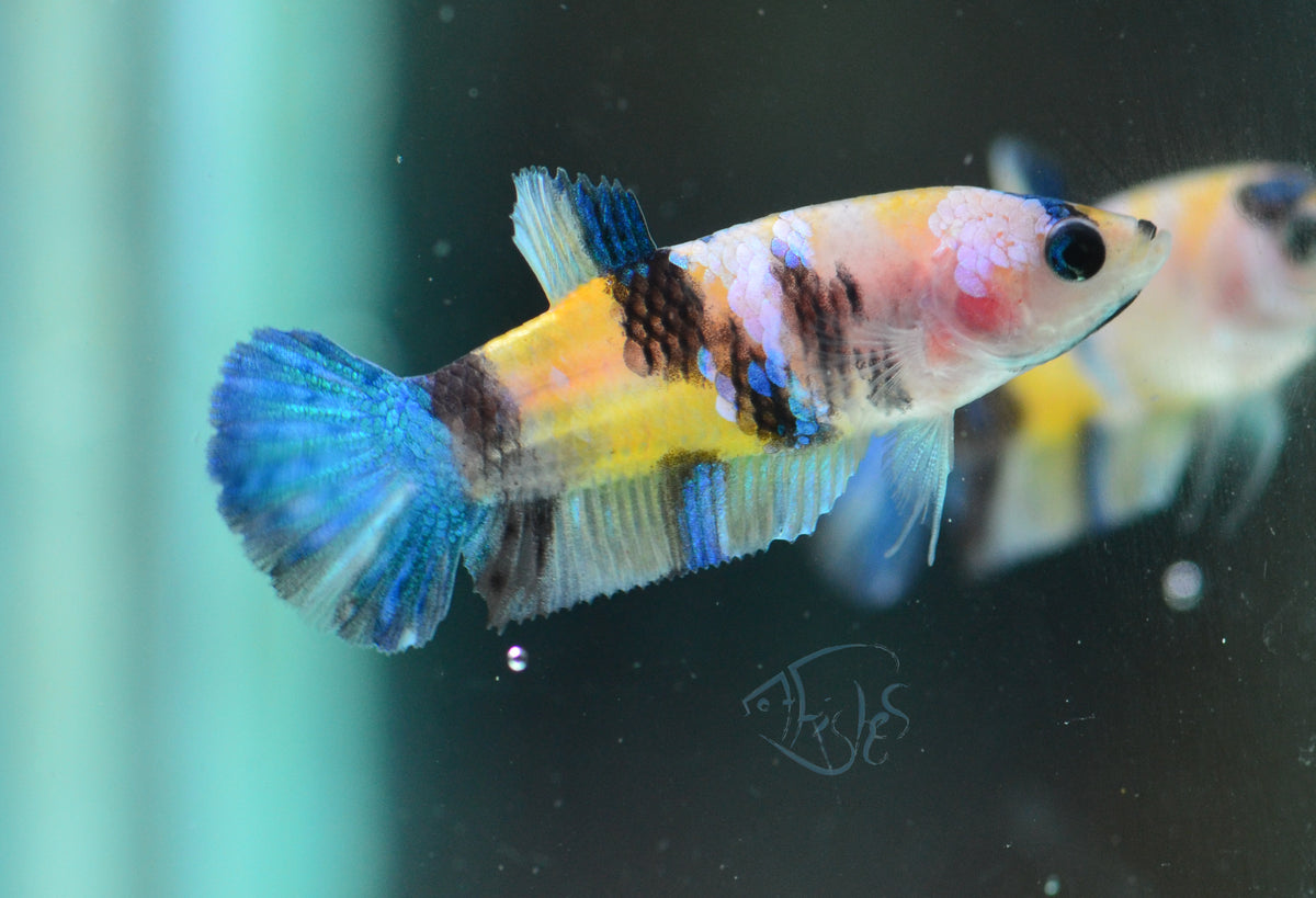 Yellow Galaxy HMPK Female