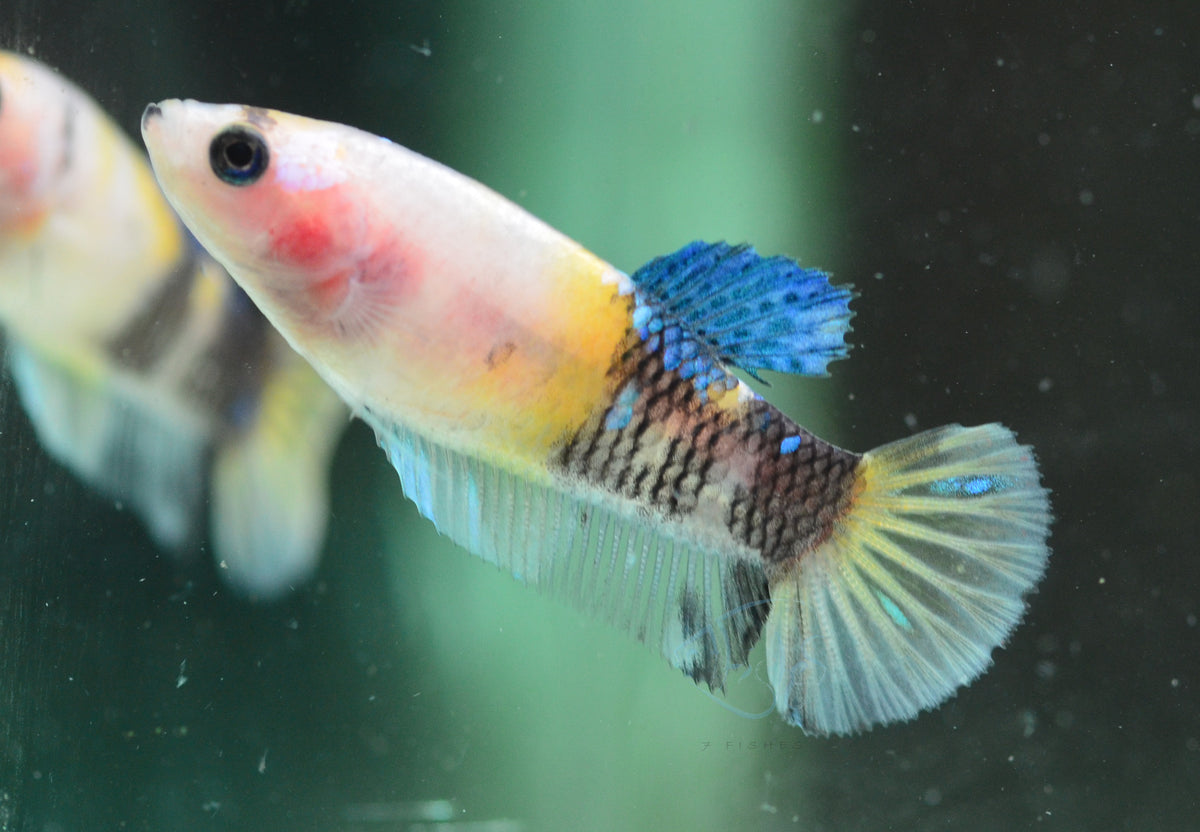 Yellow Koi HMPK Female