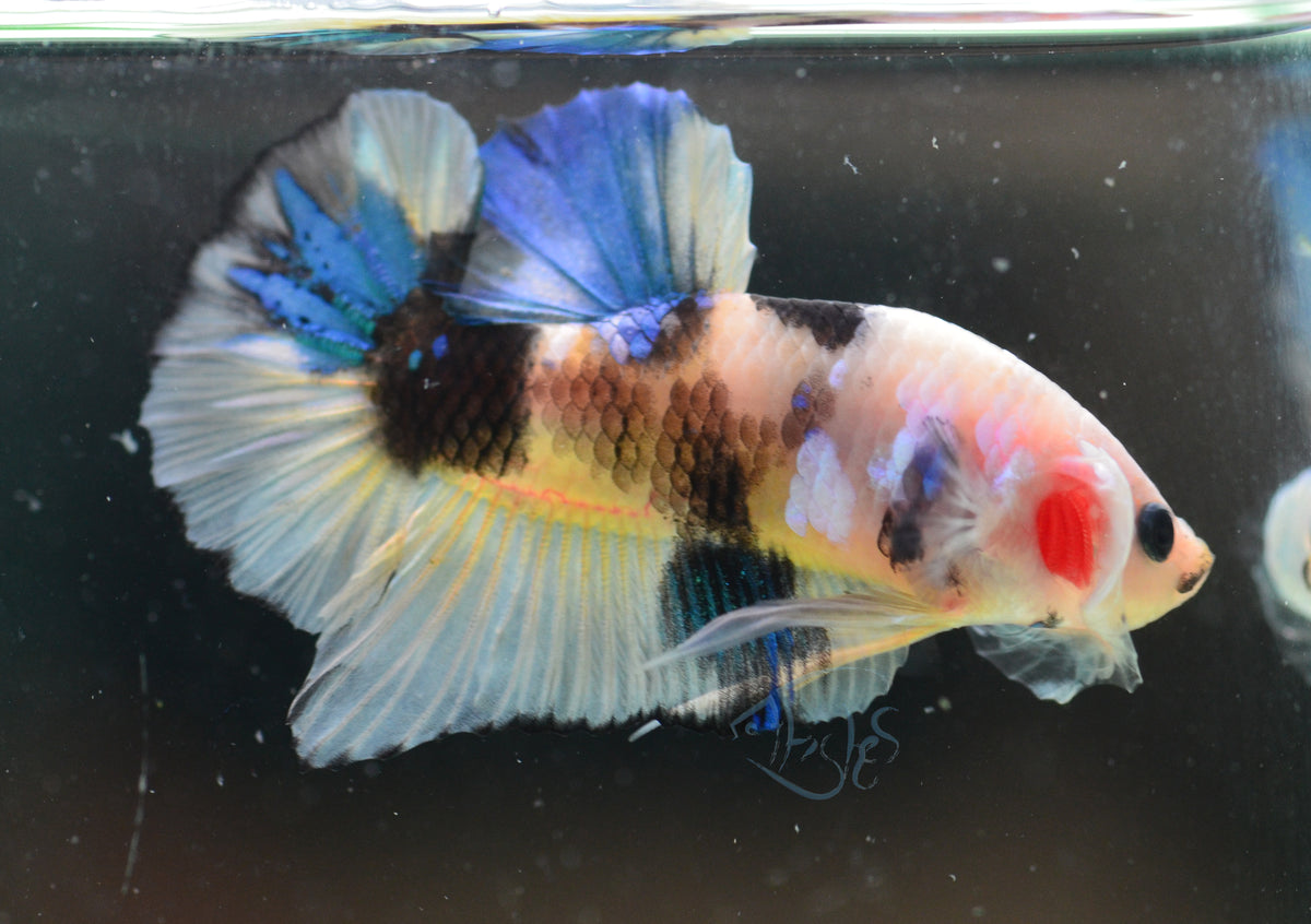 Yellow Koi HMPK Male