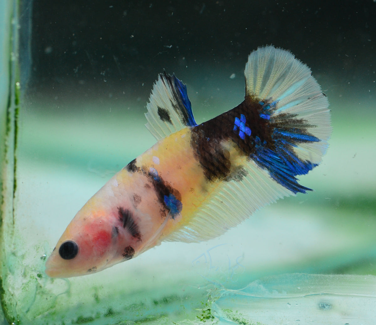 Yellow Koi HMPK Female