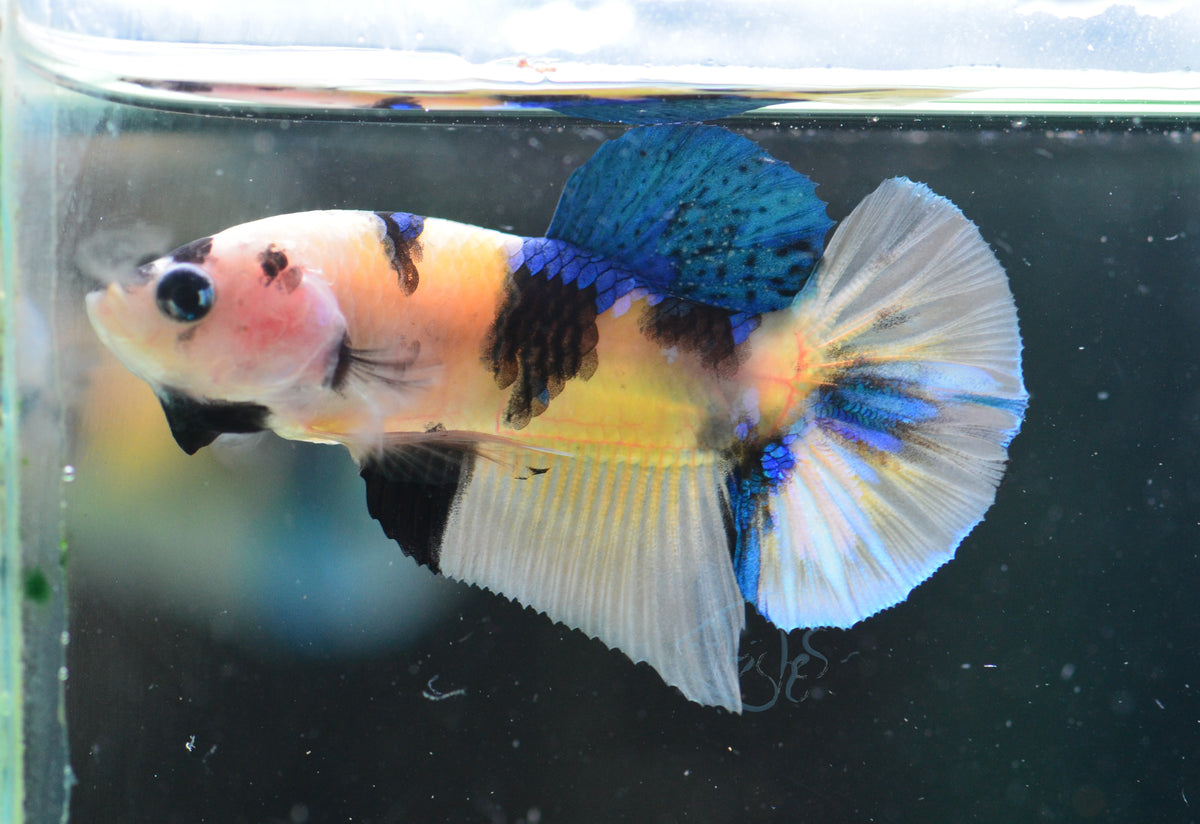 Yellow Koi HMPK Male