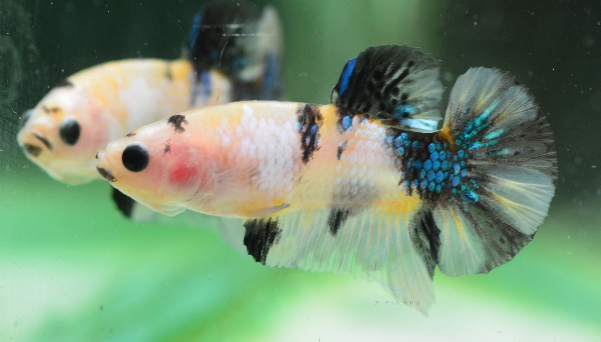 Yellow Galaxy HMPK Male