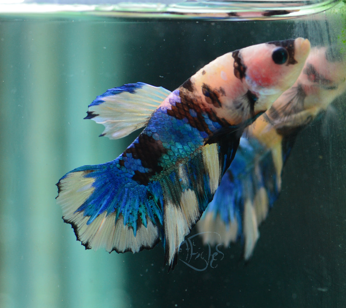 Yellow Galaxy HMPK Male