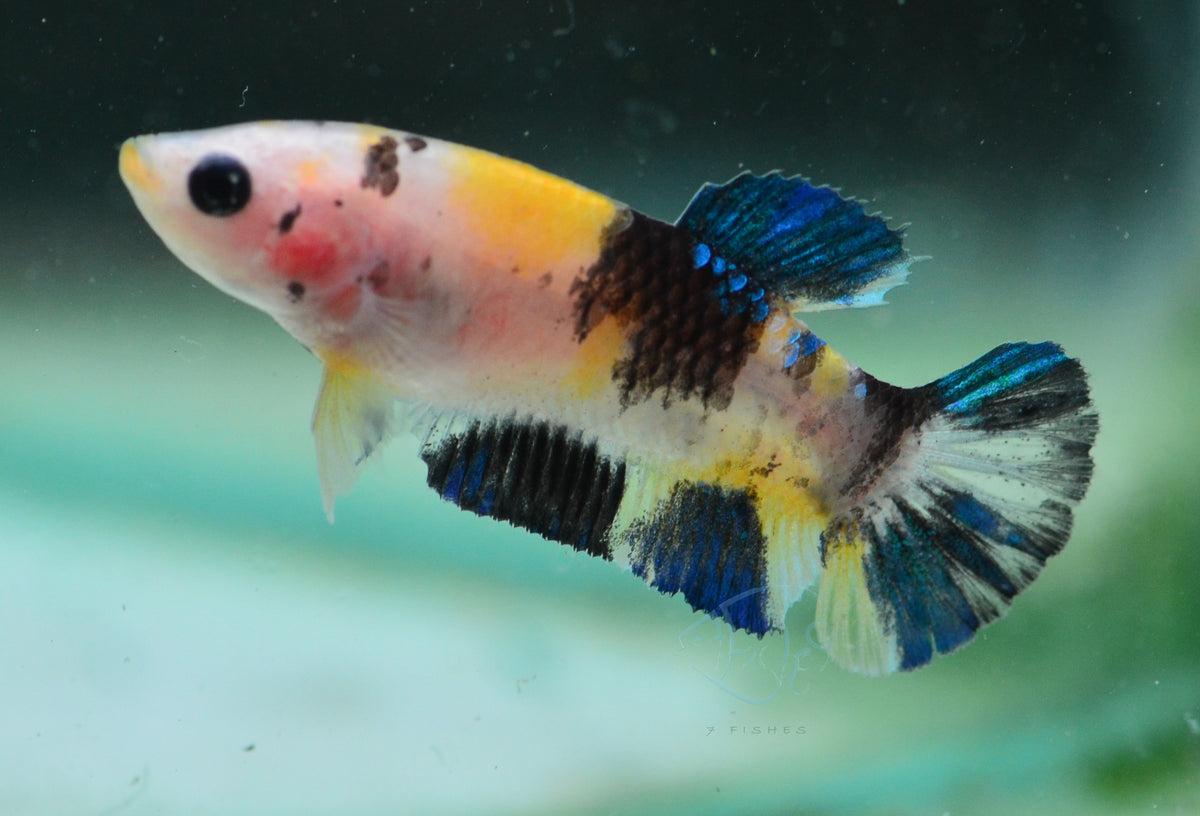 Yellow Koi HMPK Female