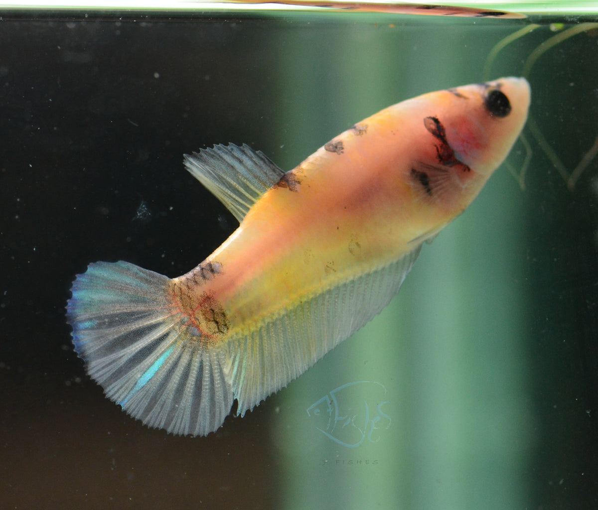 Yellow Koi HMPK Female