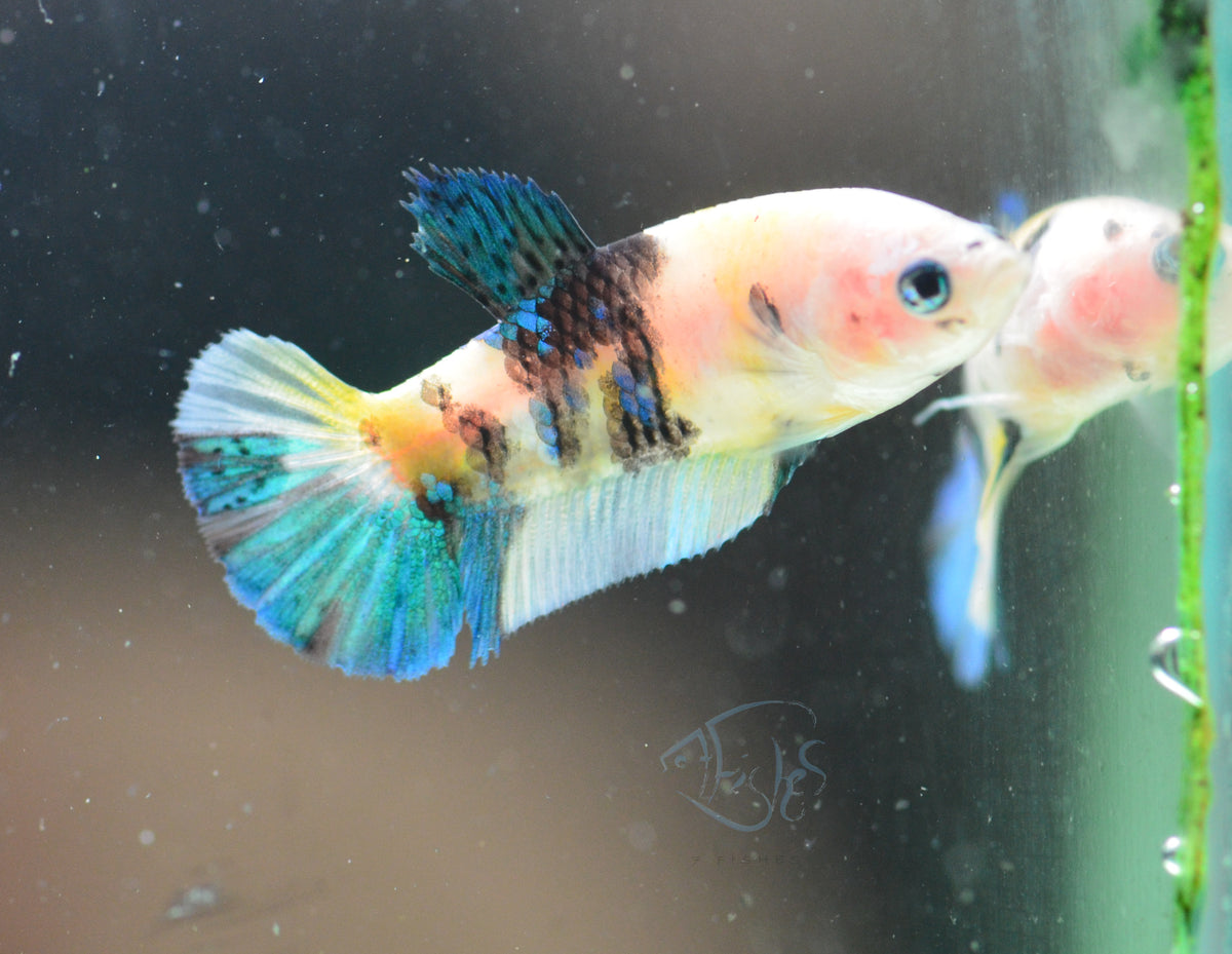 Yellow Koi HMPK Female