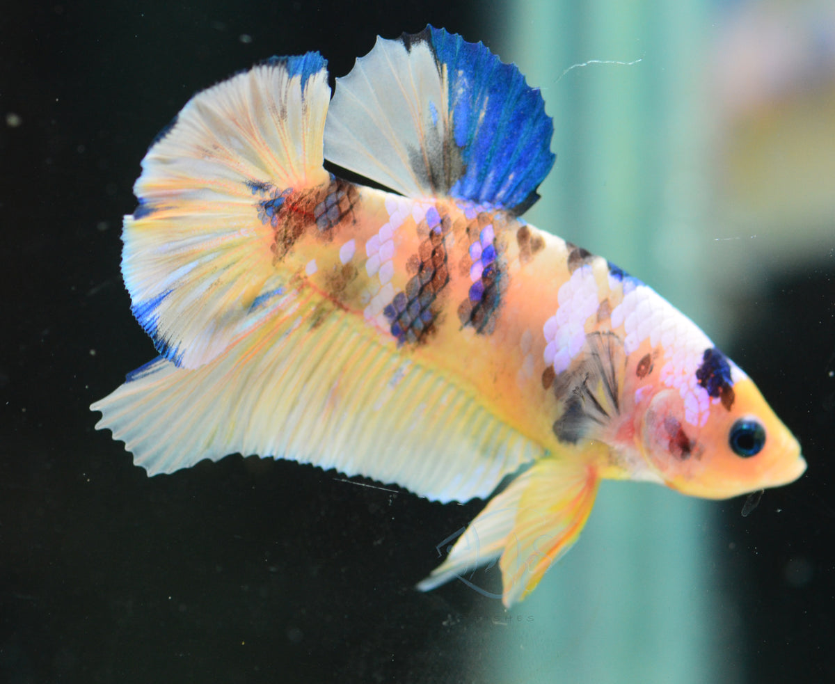 Yellow Galaxy HMPK Male