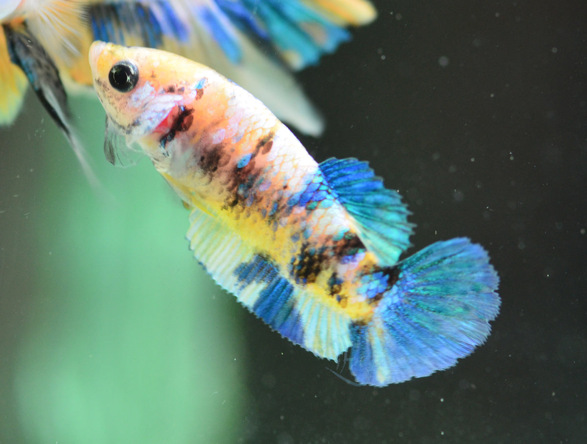 Yellow Galaxy HMPK Female