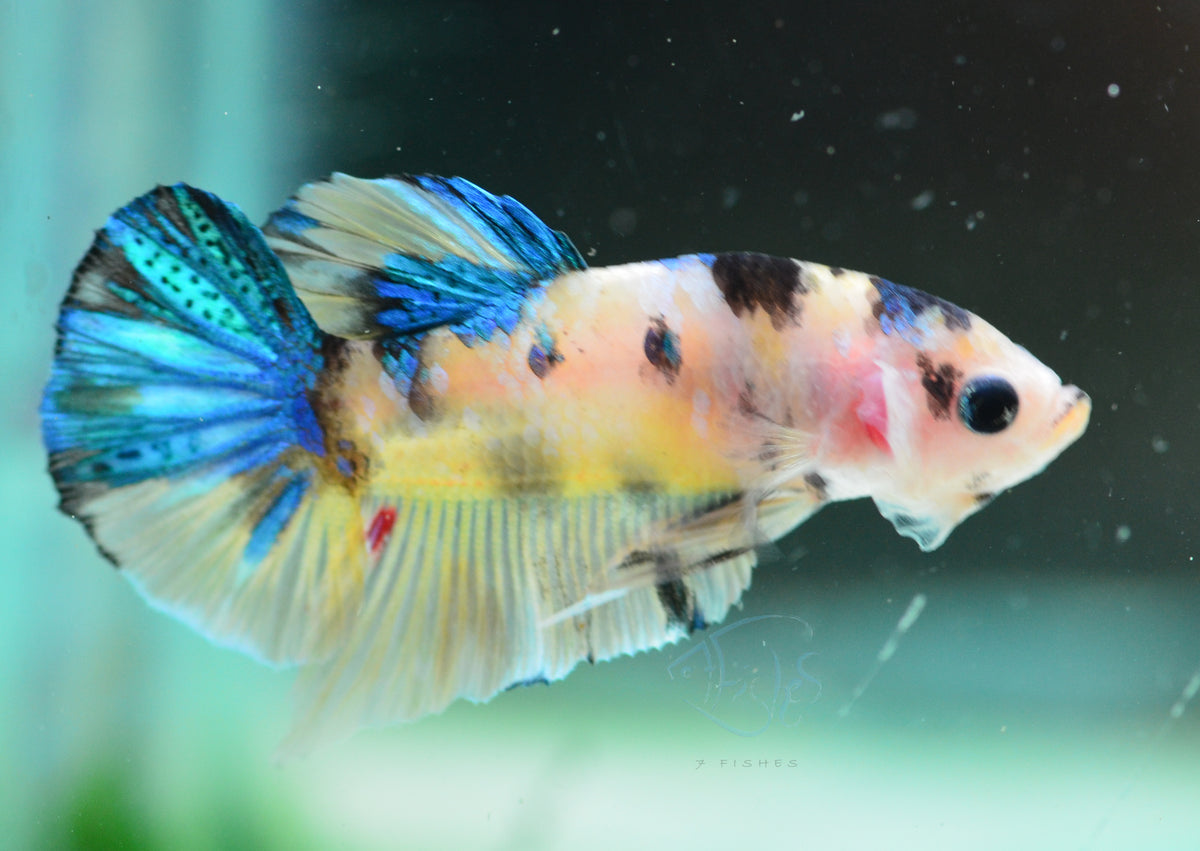 Yellow Galaxy HMPK Male