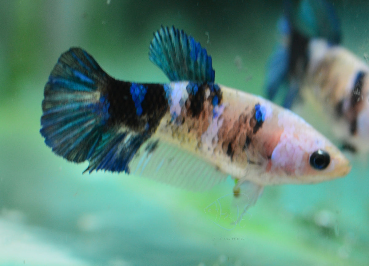 Yellow Koi HMPK Female