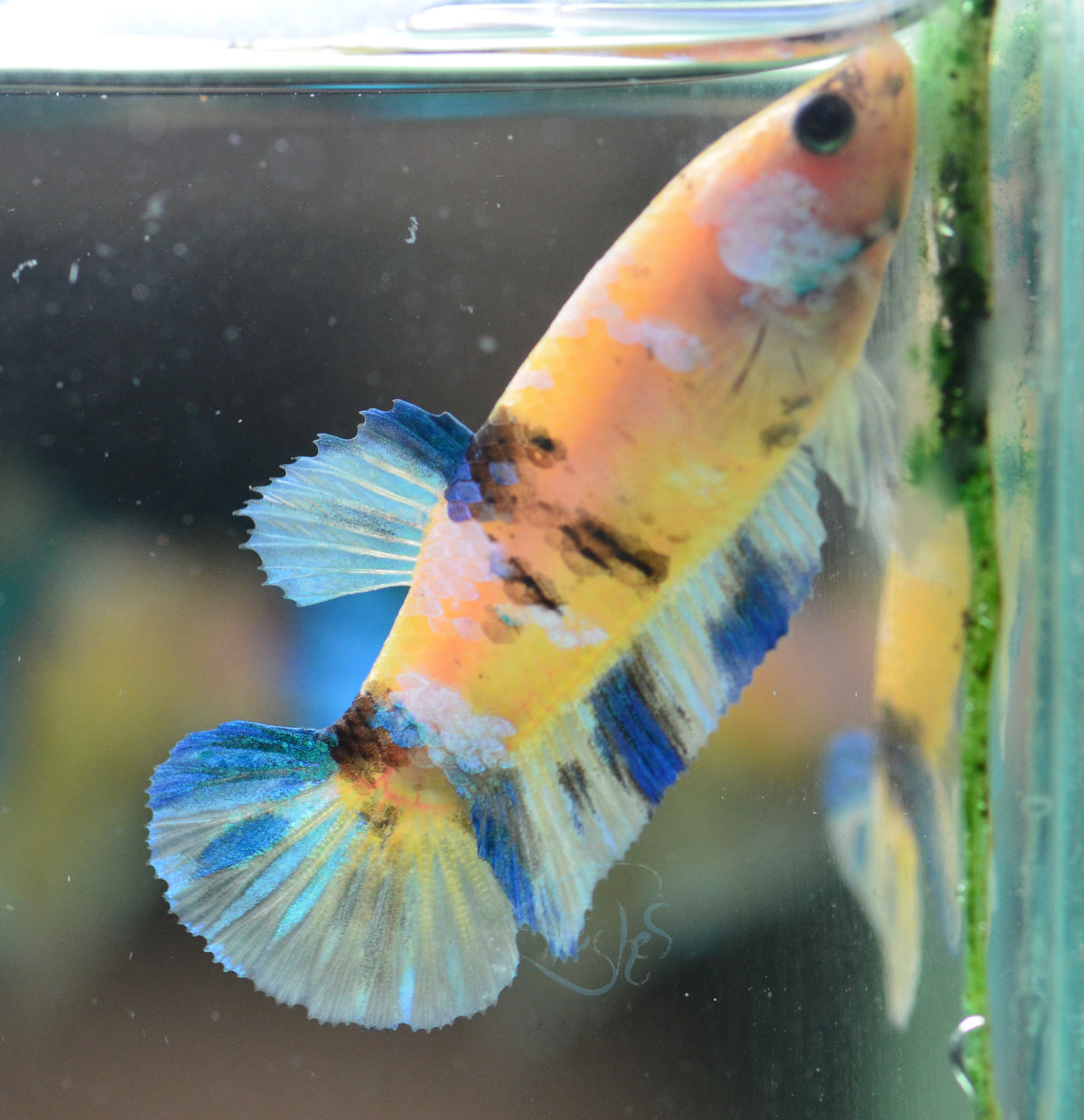 Yellow Galaxy HMPK Female